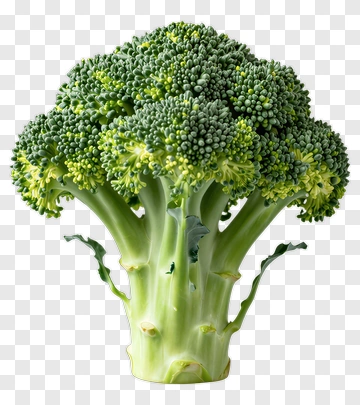 Fresh Broccoli PNG
