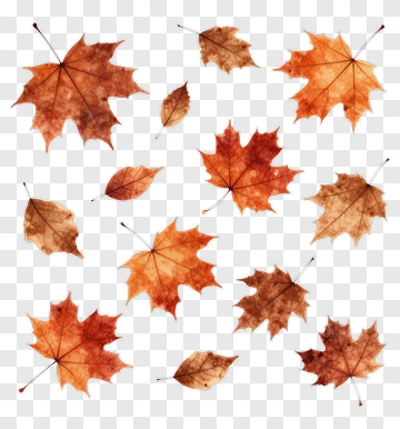 Autumn Leaves Collection PNG
