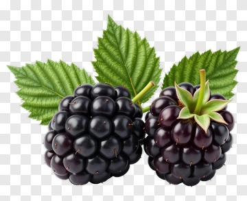 Blackberries With Green Leaves PNG