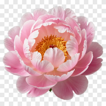 Pink Peony Flower PNG