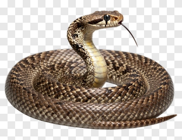 Realistic Snake PNG