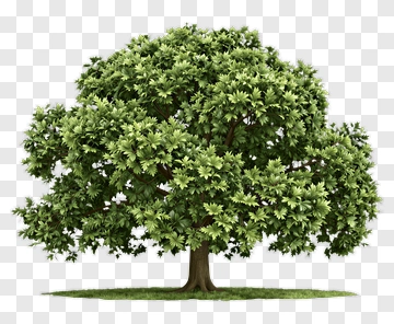 Green Tree PNG