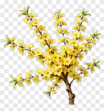 Yellow Flowering Branch PNG