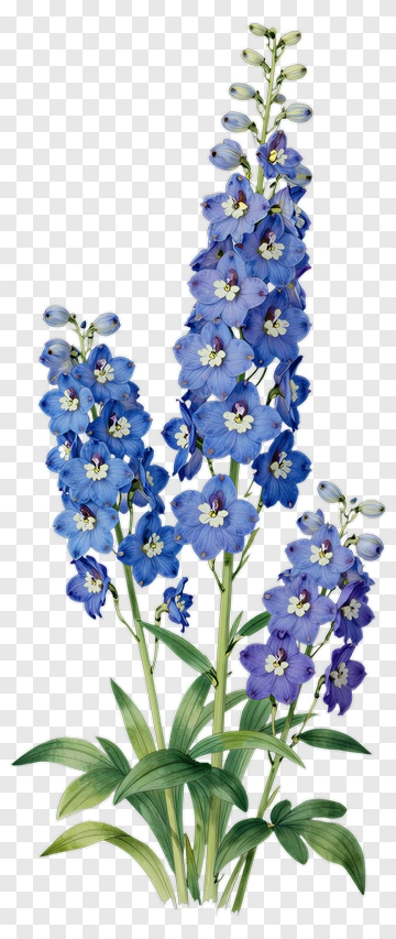 Blue Delphinium Flowers PNG