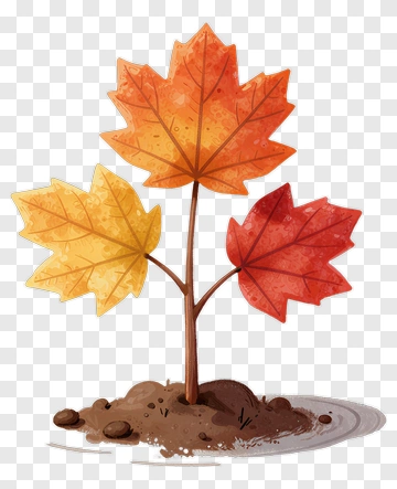 Colorful Maple Tree With Autumn Leaves PNG