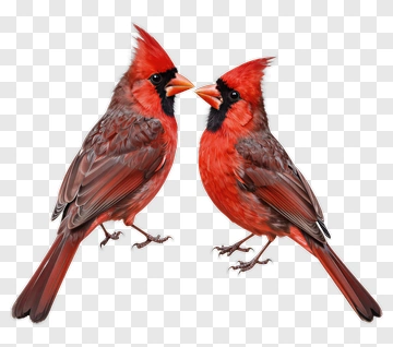 Pair Of Cardinals Facing Each Other PNG