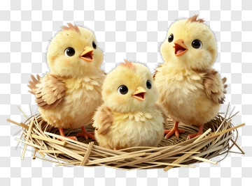 Cute Chicks In A Nest PNG