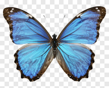 Blue Butterfly PNG