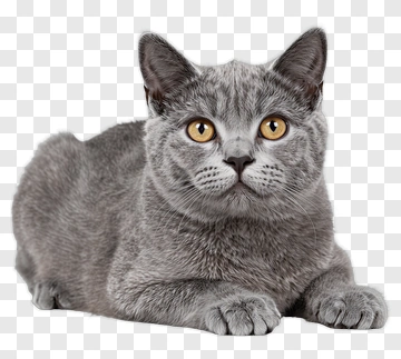 Gray Cat PNG