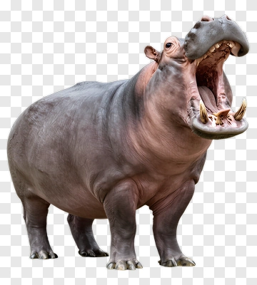 Hippo Yawning PNG
