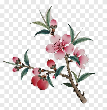 Peach Blossom Branch With Pink Flowers And Fruits PNG