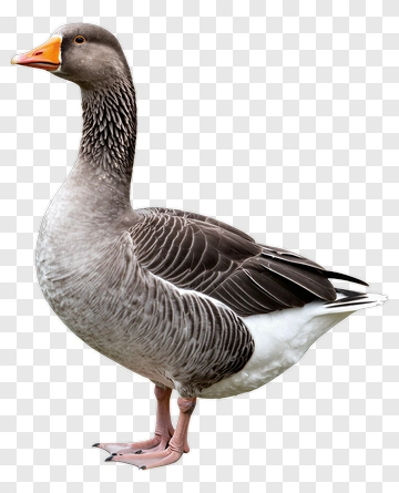 Gray Goose Standing PNG