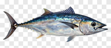 Realistic Tuna Fish PNG