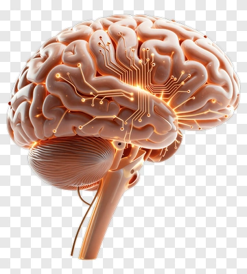 3D Brain With Circuitry PNG