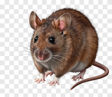 Realistic Brown Mouse PNG