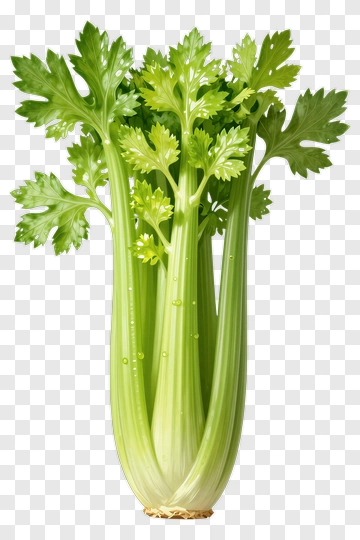 Fresh Celery Stalks With Green Leaves PNG