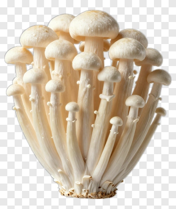 Cluster Of White Mushrooms PNG