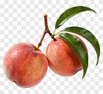 Fresh Peaches On A Branch PNG