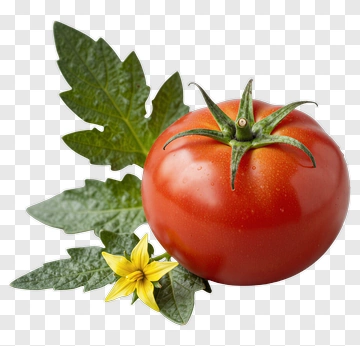 Fresh Red Tomato With Green Leaves And Yellow Flower PNG
