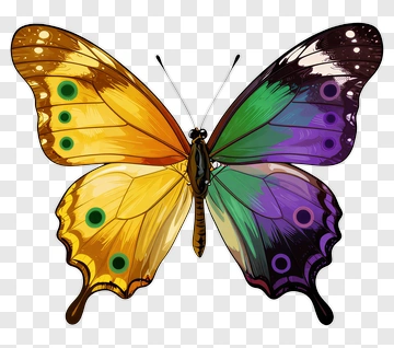 Colorful Butterfly With Intricate Patterns PNG