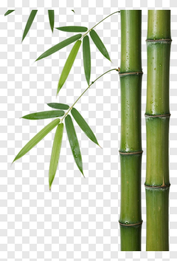 Bamboo Stalks With Leaves PNG