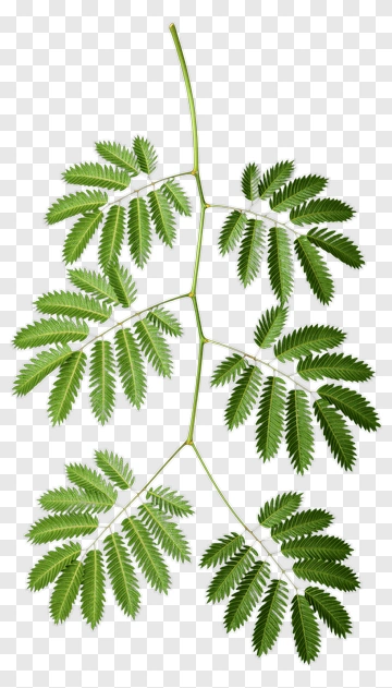 Green Leaf Branch PNG
