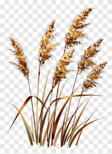 Golden Grass Plant PNG