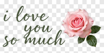 Pink Rose With Love Message PNG