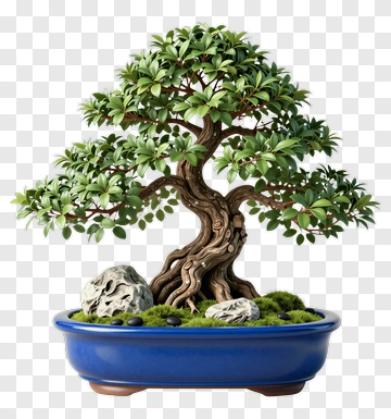 Bonsai Tree In A Blue Pot PNG