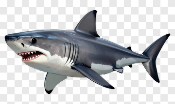 3D Shark Swimming PNG