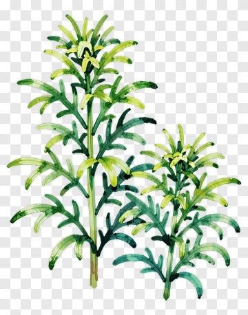 Watercolor Green Plant PNG