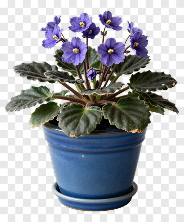 African Violet In A Blue Pot PNG