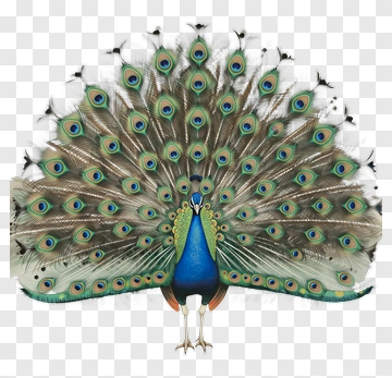 Colorful Peacock Displaying Its Feathers PNG