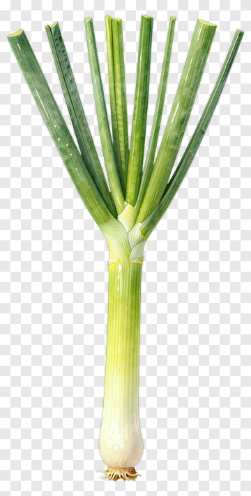 Green Onion PNG