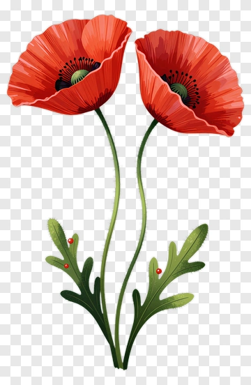 Red Poppy Flowers With Green Leaves PNG
