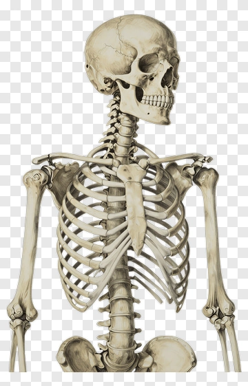 Human Skeleton Model PNG
