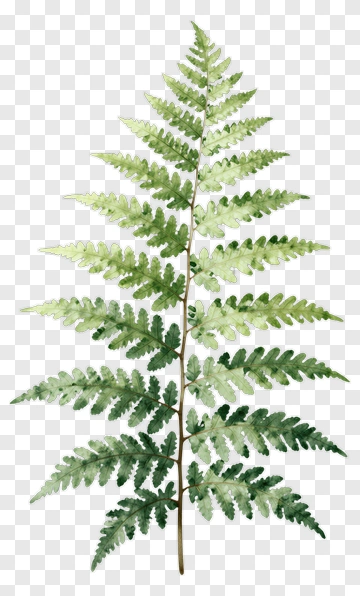 Watercolor Fern Leaf PNG