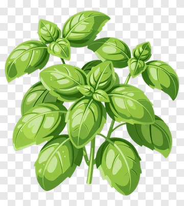 Basil Plant PNG