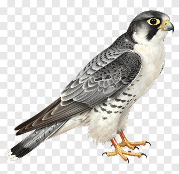 Peregrine Falcon Illustration PNG