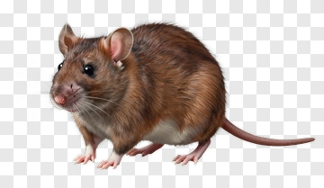 Realistic Brown Mouse PNG