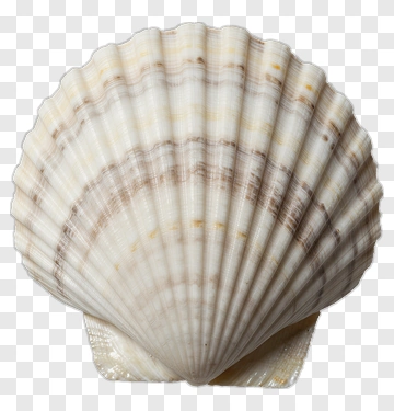 Seashell PNG