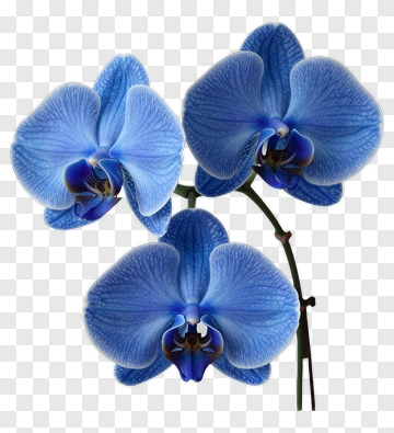 Blue Orchid Flower PNG