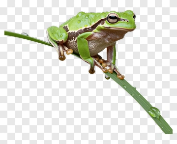 Green Frog Sitting On A Leaf PNG