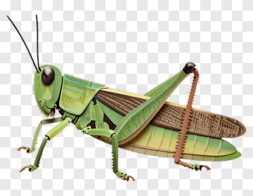 3D Grasshopper Made Of Recycled Materials PNG