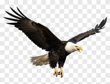 Bald Eagle In Flight PNG