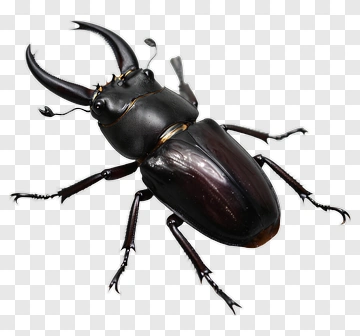 Realistic Beetle With Horns PNG
