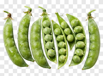 Fresh Green Peas In Pods PNG
