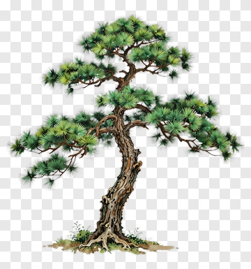 Pine Tree PNG