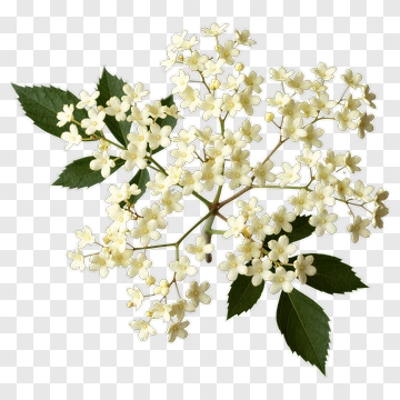 Elderflower Branch With White Blossoms PNG