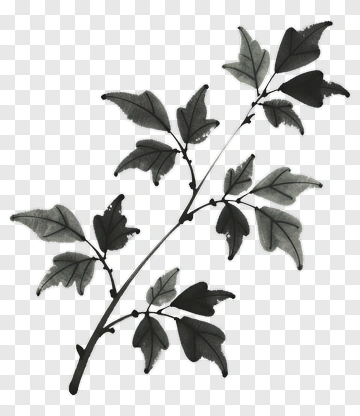 Black And White Leaf Branch PNG